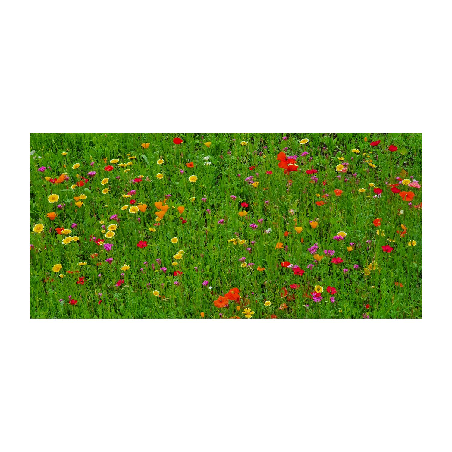 Geschenkartikel: Bienenweide im Oster-Eierkarton, 6 Samenbomen